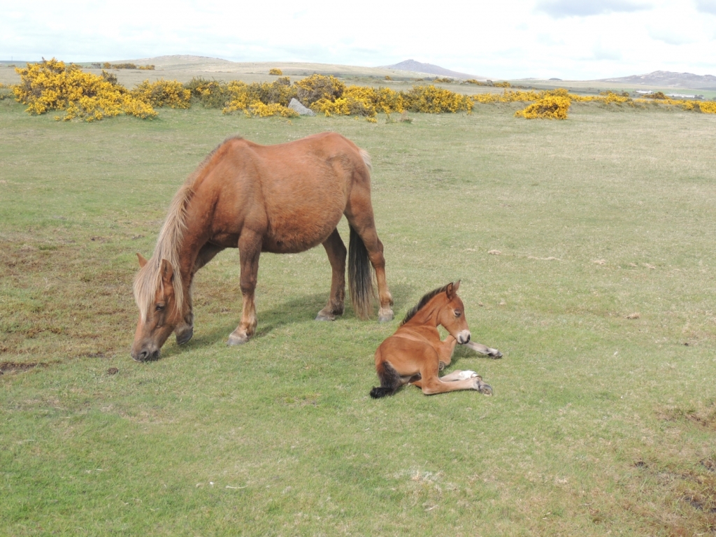 Wild Ponies on Bodmin Moor, Cornwall