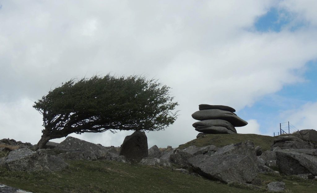 Windswept Tree at The Cheesewring, Cornwall