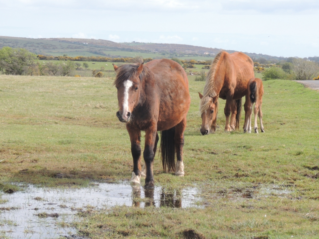 07-wild-ponies-minions-bodmin-moor-cornwall-tour