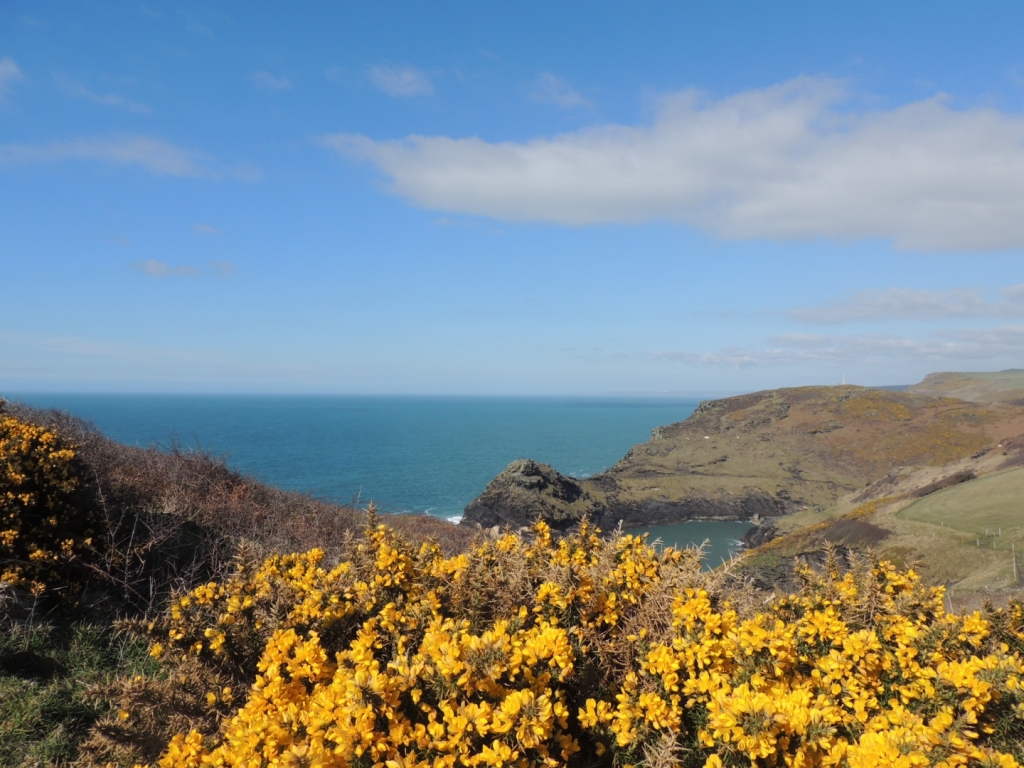 Gorse on the cliffs at Boscastle