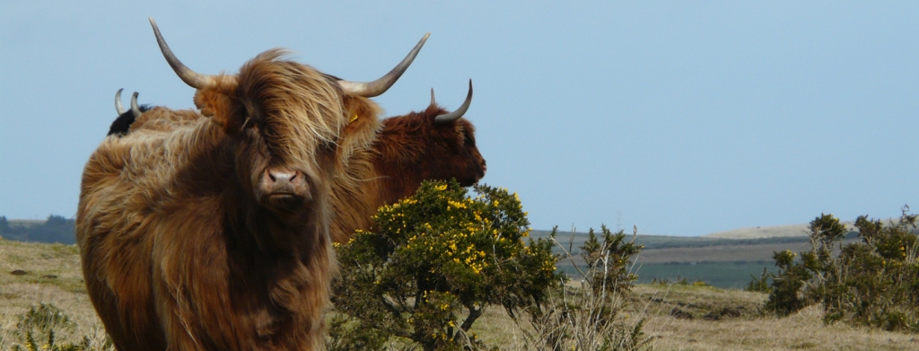 99-highland-cattle-bodmin-moor-cornwall-guided-tour