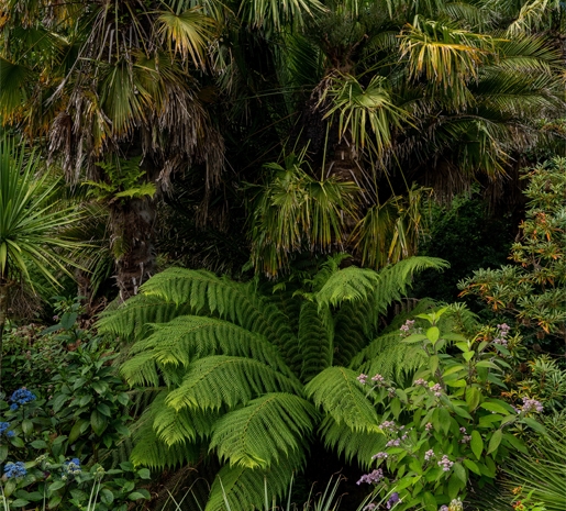 Tree ferns at Trebah Gardens on the Cornwall Gardens sightseeing tour