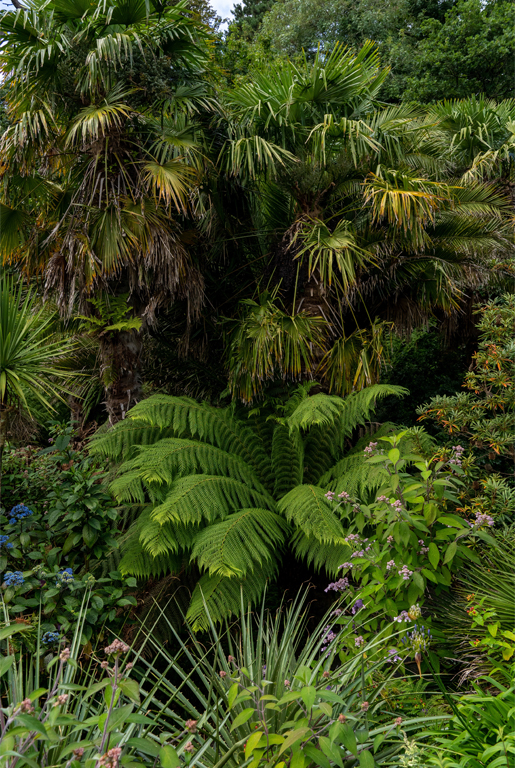 Trebah on the Cornwall Gardens Guided Tour