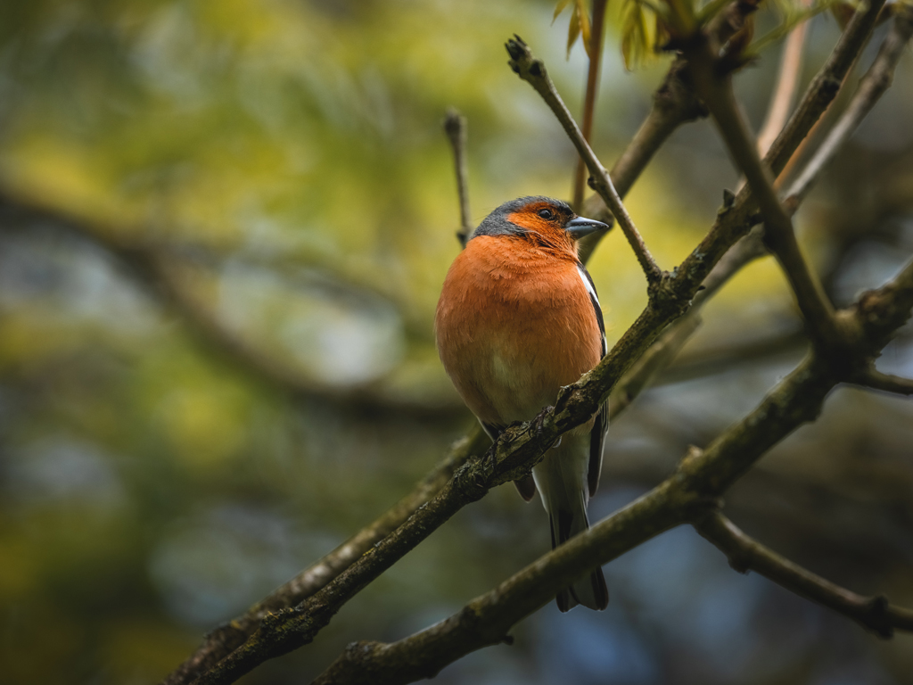 Songbird at The Lost Gardens of Heligan