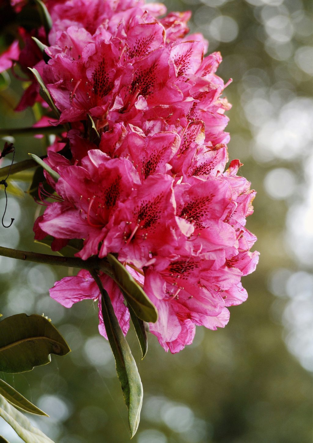 Spring Gardens of Cornwall, from the Life in Cornwall Blog