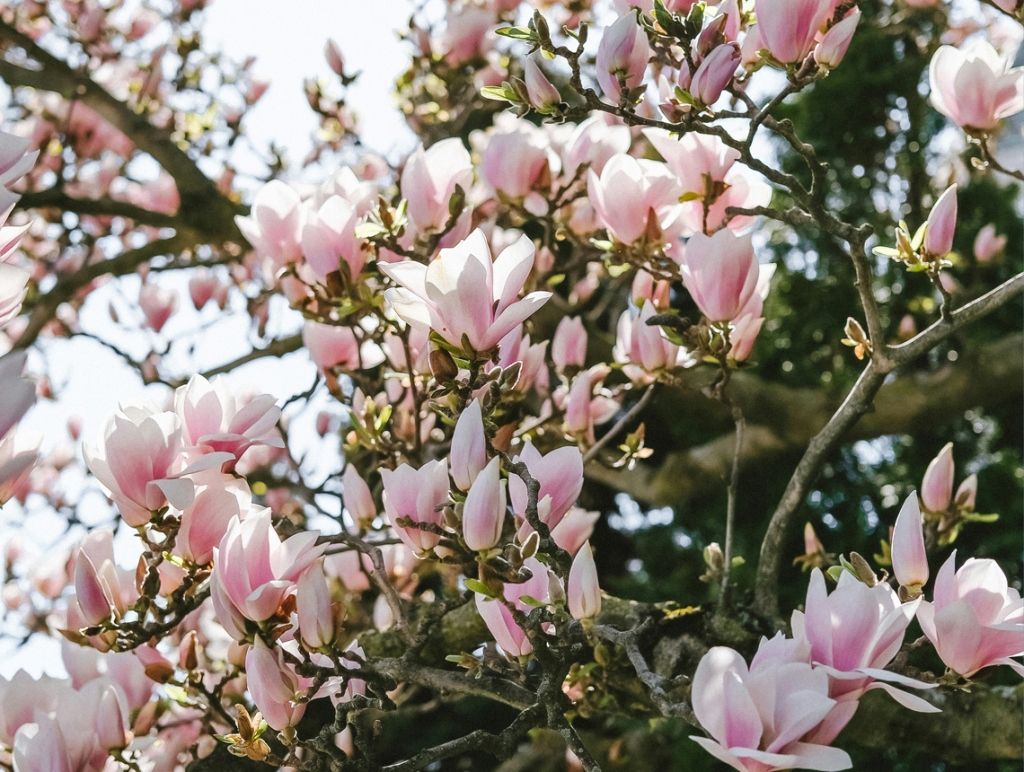 Magnolia tree in Cornwall