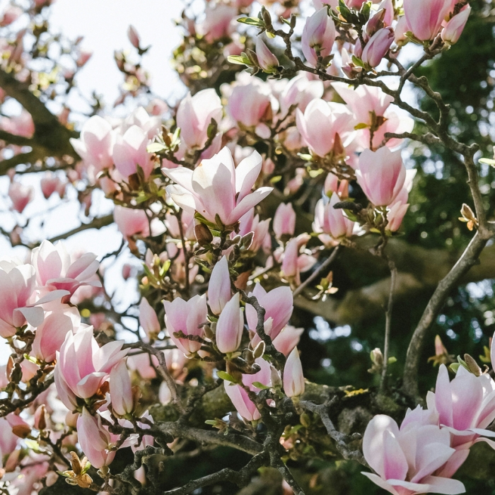 Magnolia tree in Cornwall