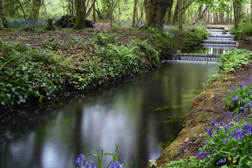 Bluebell woods in Cornwall