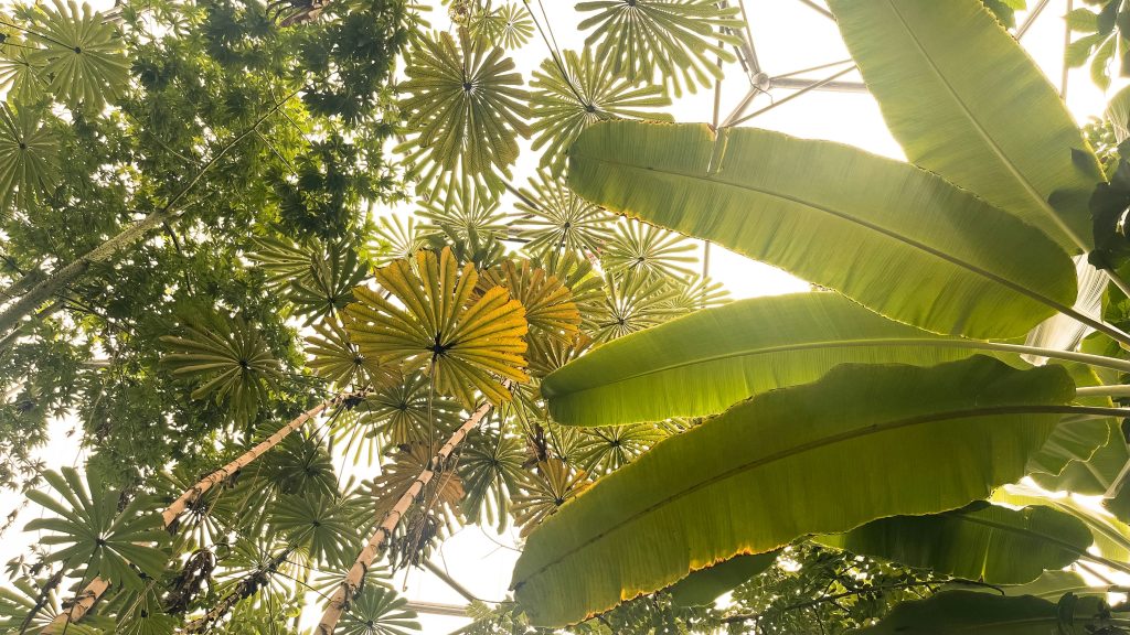 Eden project guided tour