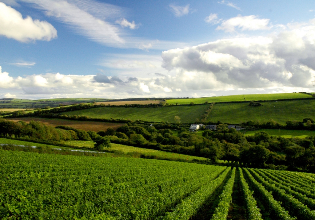 Wine tours in Cornwall