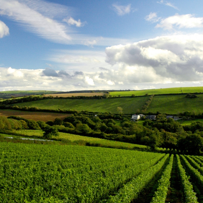 Wine tours in Cornwall