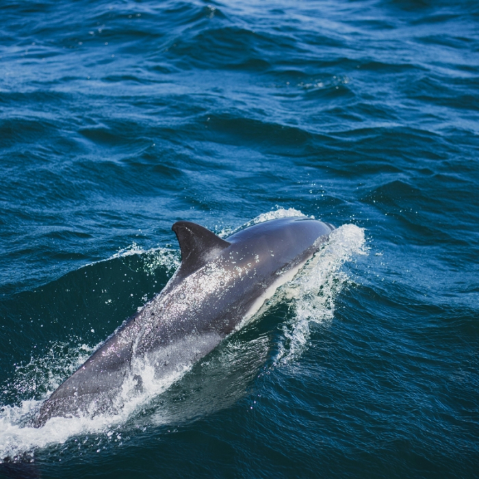 Dolphin boat trips Cornwall