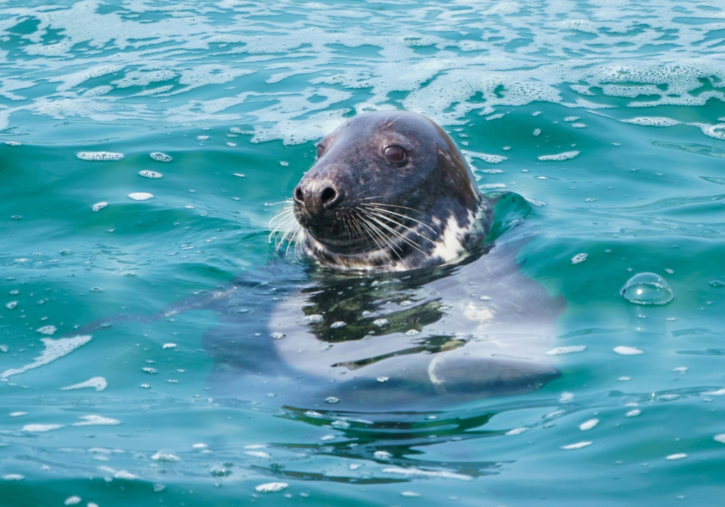 Grey Seal off the Cornish Coast