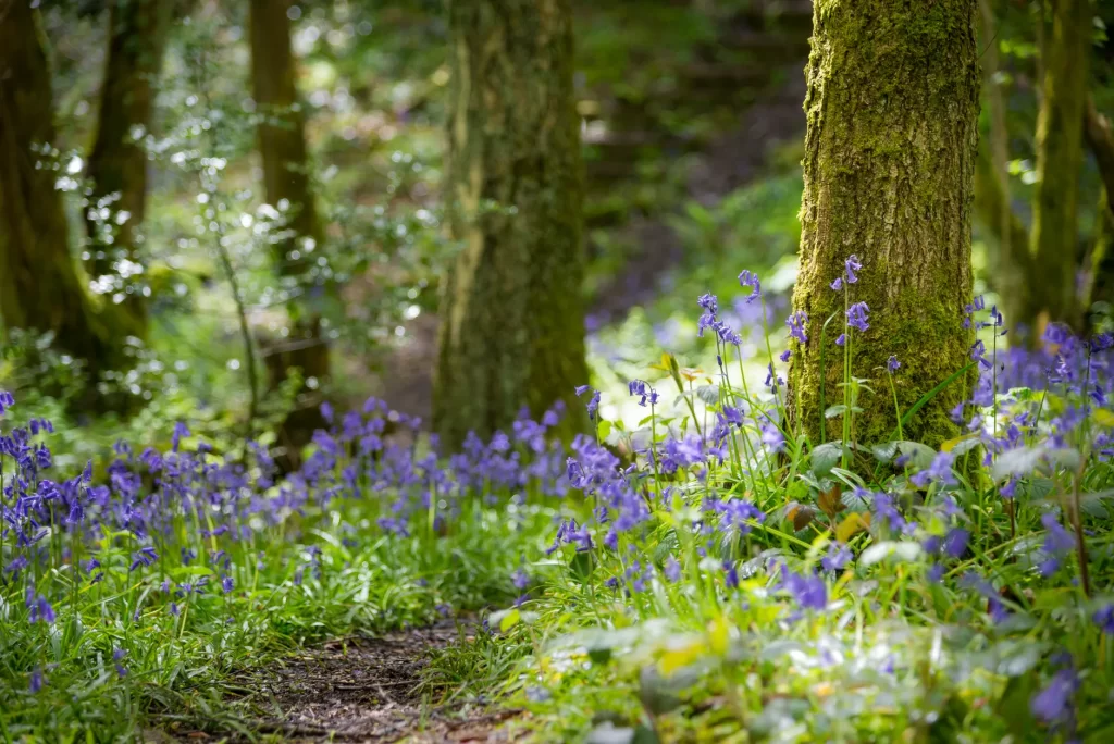 Bluebells flowering in a woodland setting