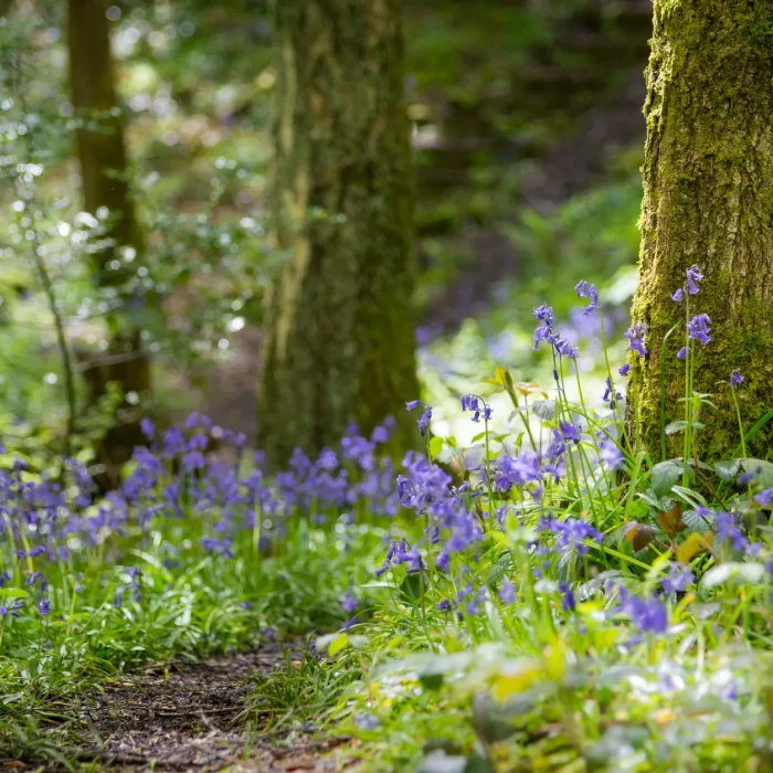 Bluebells flowering in a woodland setting